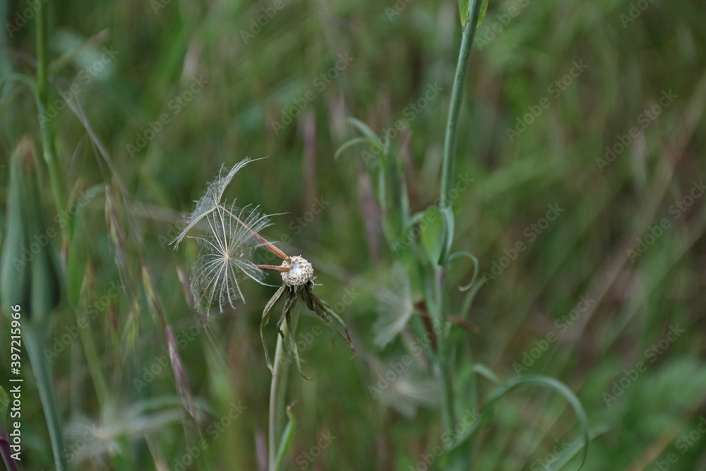 Pusteblume