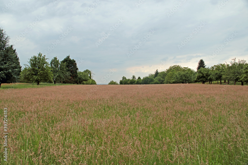 Fototapeta premium Sommerwiese