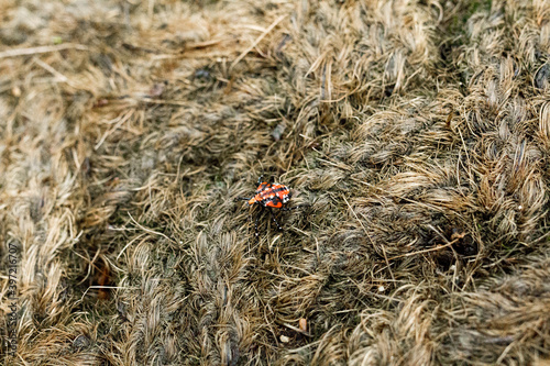 ladybird on the grass