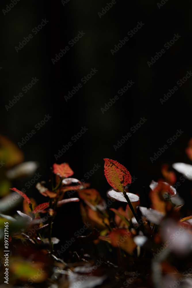 Fall theme closeup of leafs laying in the dark