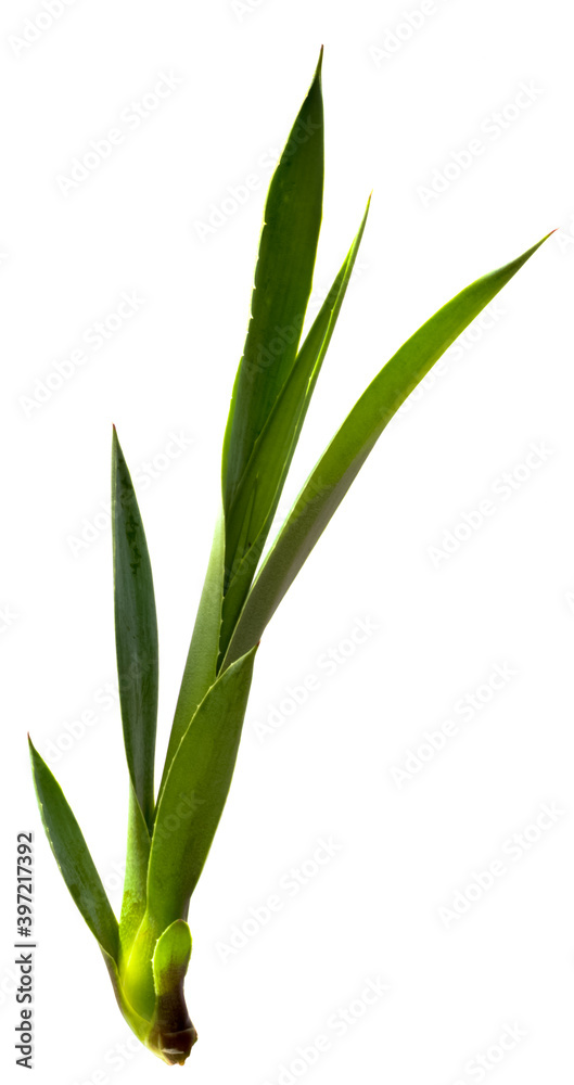 Obraz premium Bulbille d’agave sur fond blanc 