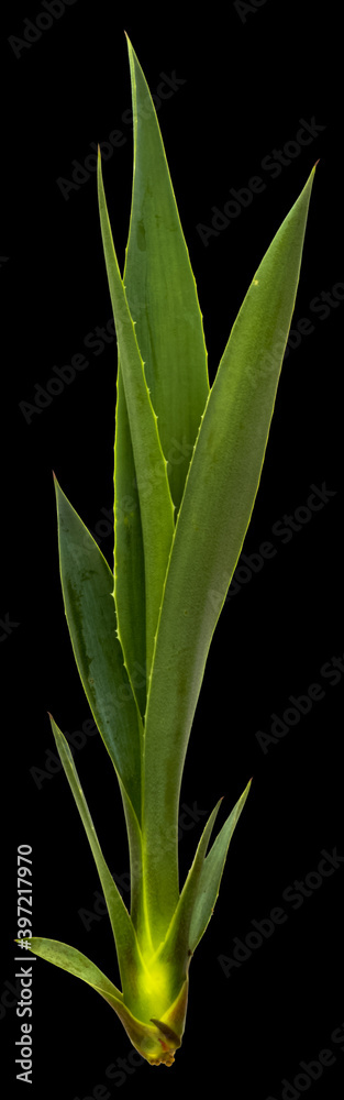 Fototapeta premium Plant d’agave sur fond noir 