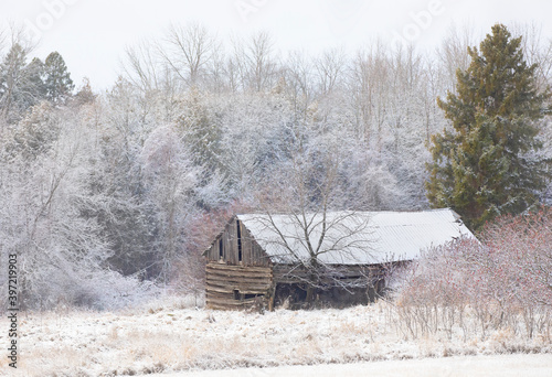 Weathered and dilapidated wooden shack in snowy morning in Dunrobin, Canada photo