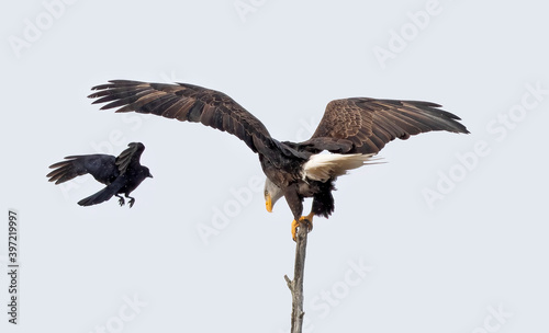 Portrait of an American bald eagle perched in a tree being harassed by a crow in Canada