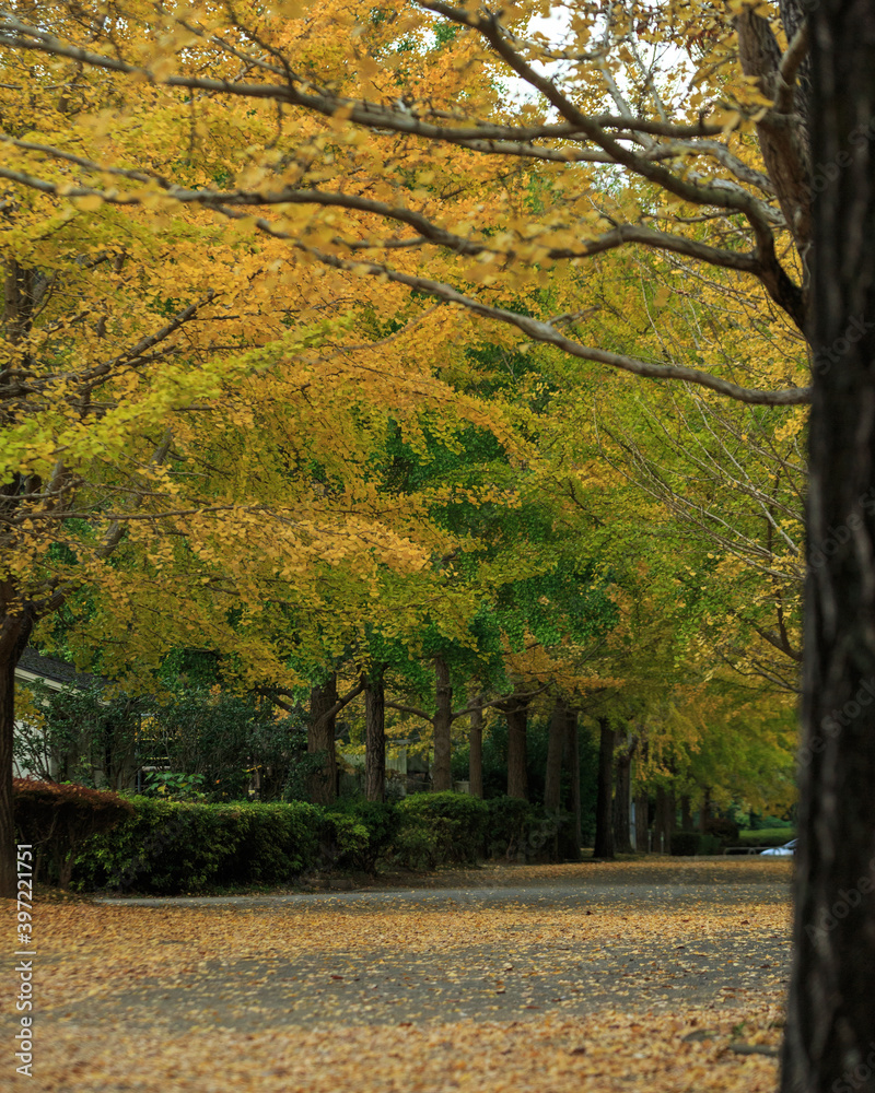 葉山 銀杏並木 いちょう 紅葉 葉山 銀杏並木 いちょう 紅葉
