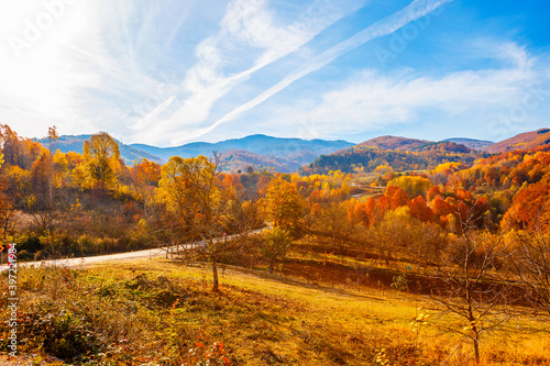 autumn in the forest