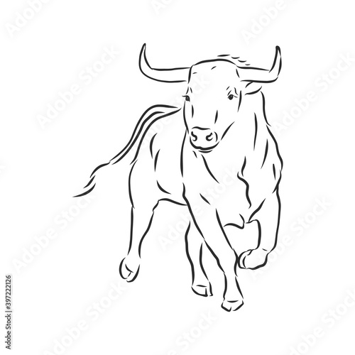 black and white linear paint draw bull vector illustration. bull vector sketch illustration