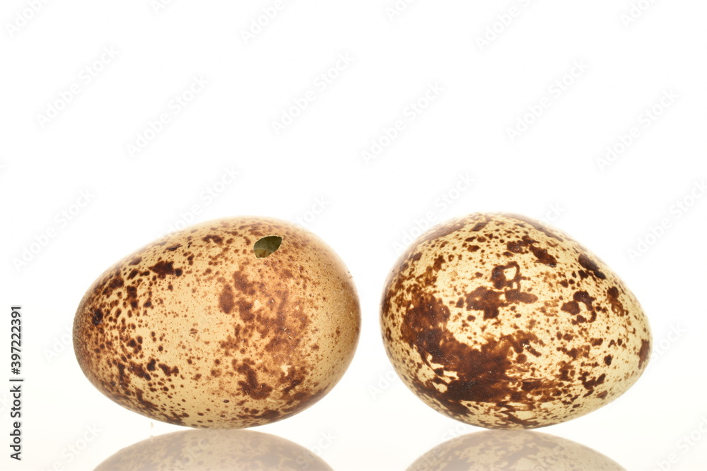 Several fresh quail eggs, close-up, isolated on white.