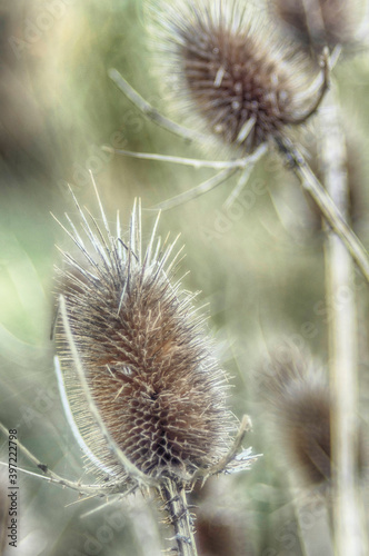 Fiore di cardo secco in autunno