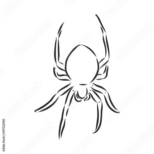 Hand Drawn Spider Illustration - Vector Design Element For Halloween And Other Compositions. spider vector sketch illustration