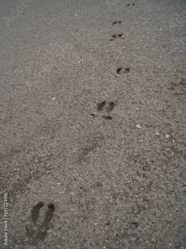 Rentierspuren im Sand, in der Arktis 