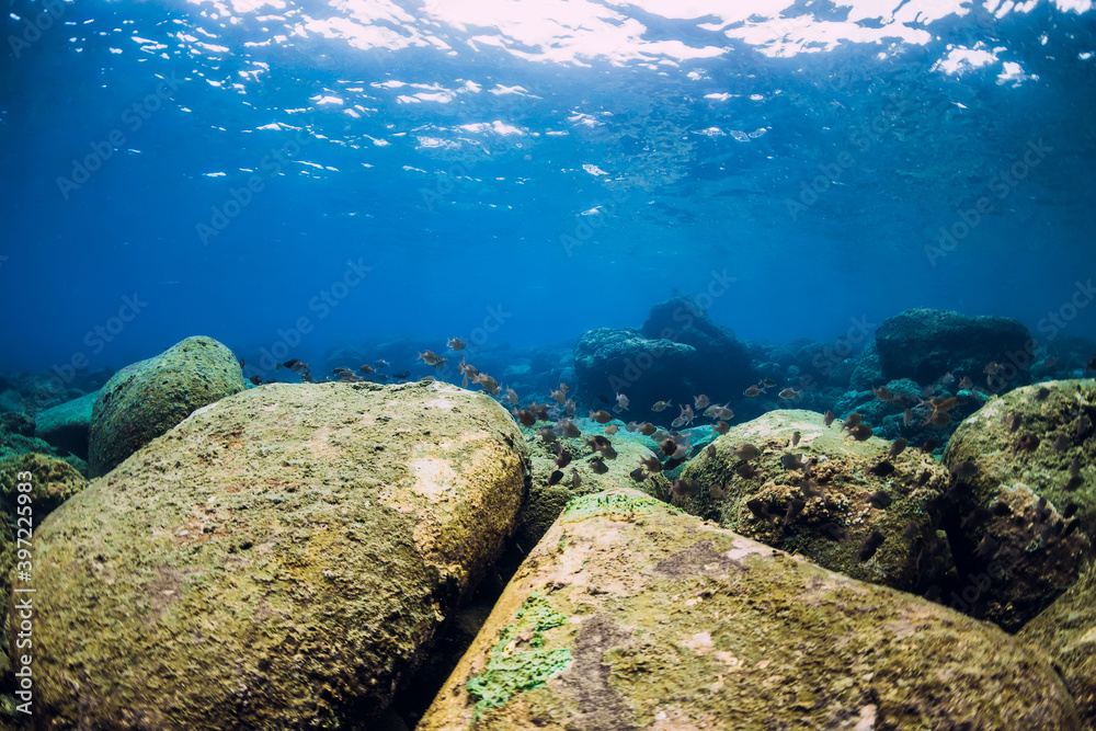 Underwater scene with stones and fish.
