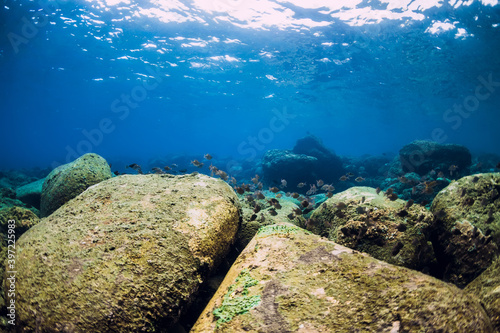 Underwater scene with stones and fish.