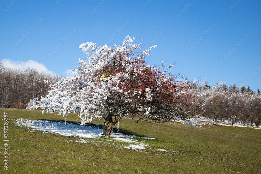 beautiful winter landscape with frosty trees beautiful winter landscape with frosty trees