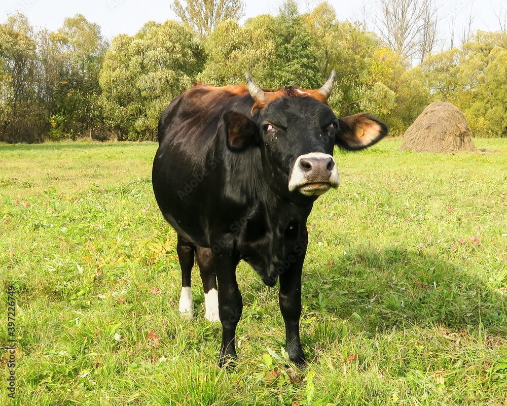 Black breeding bull on a green meadow. A shot of a spotted bull with a white head. Close-up of a cow in its natural habitat.
