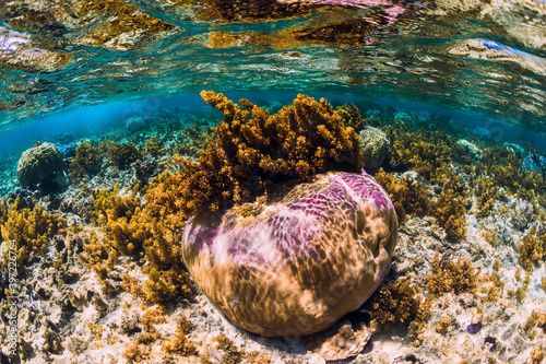 Fototapeta Naklejka Na Ścianę i Meble -  Underwater scene with seaweed and coral in ocean