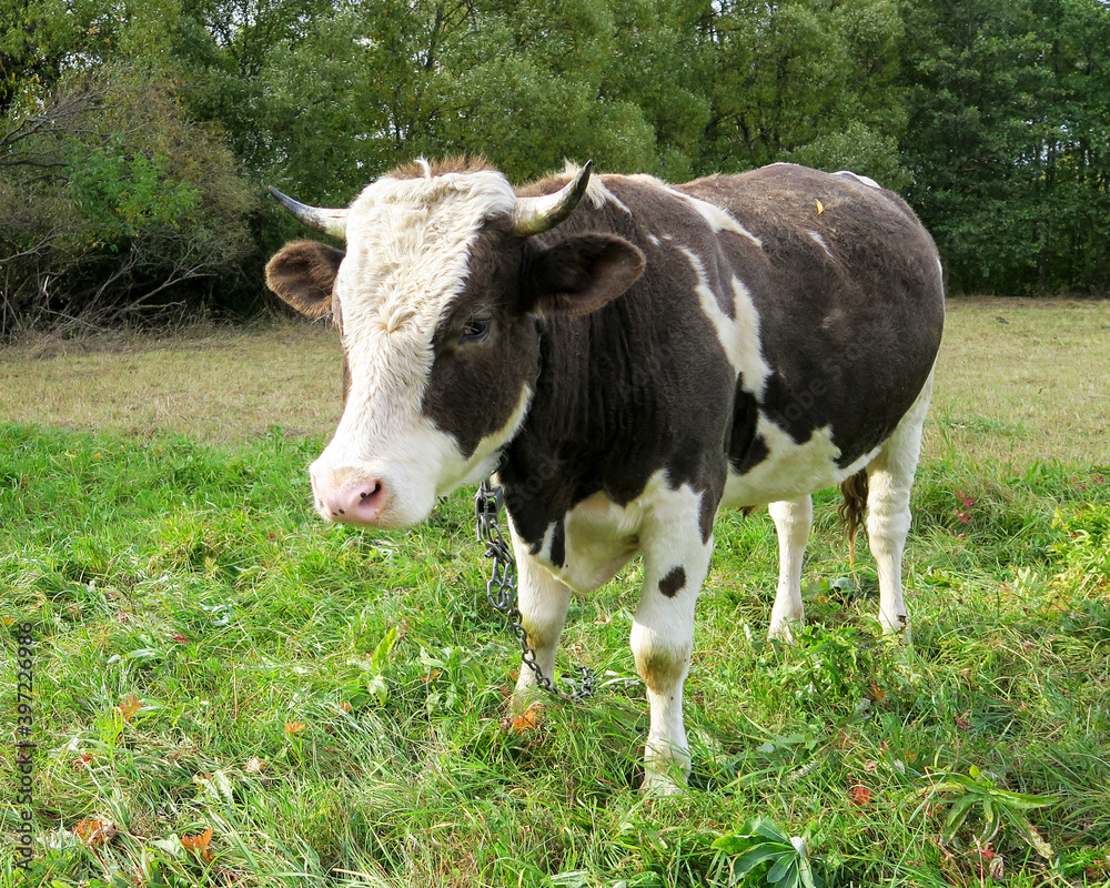 breeding bull on a green meadow. A shot of a spotted bull with a white head. Close-up of a cow in its natural habitat.