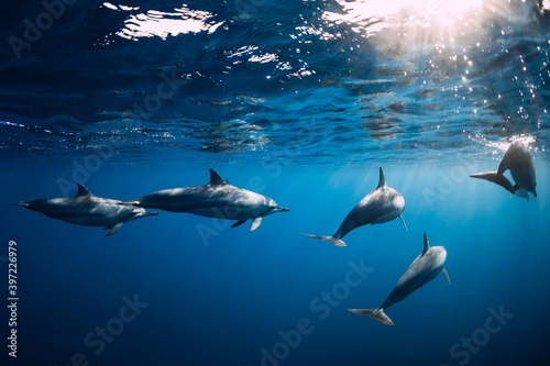 Family of dolphins in ocean ocean. Dolphins in underwater © artifirsov