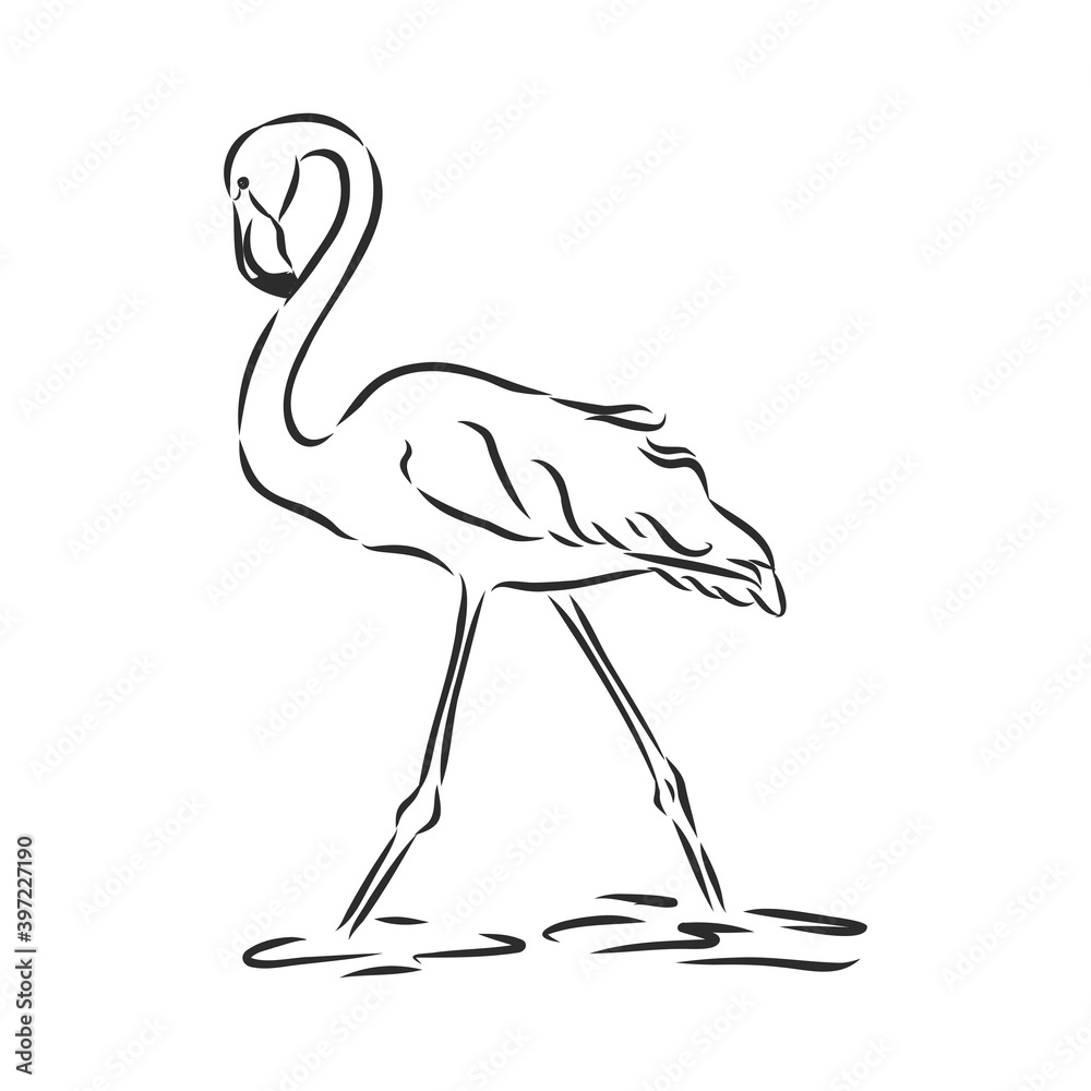 Flamingo sketch vector illustration. Flamingo vector sketch illustration
