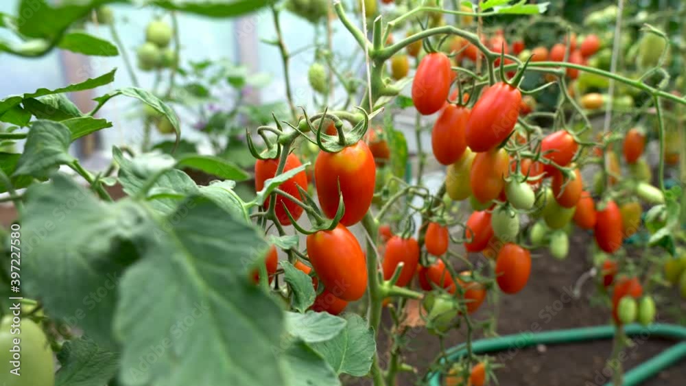 Tomatoes on a branch. Fresh tomatoes are ready to harvest. Close-up. Daylight. Tomatoes on a branch. Fresh tomatoes are ready to harvest. Close-up. Daylight.