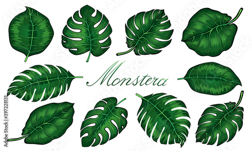 Set of tropical monstera leaves. Vector illustration. Monstera plant leaves  the tropical evergreen vine isolated on white background.