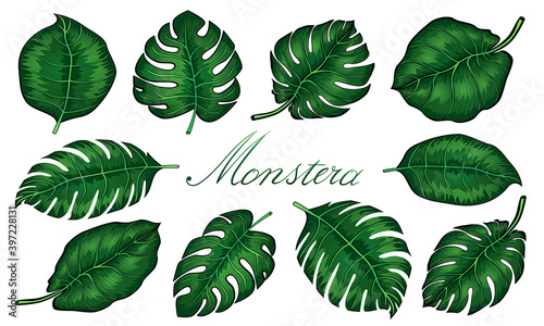 Set of tropical monstera leaves. Vector illustration. Monstera plant leaves, the tropical evergreen vine isolated on white background.