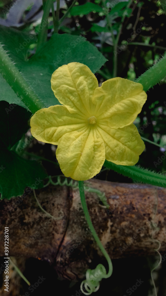 Obraz premium Vegetable flower