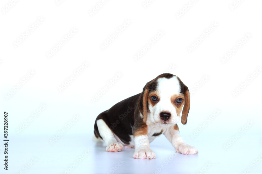 Cute beagle dog on isolated background with copy space.