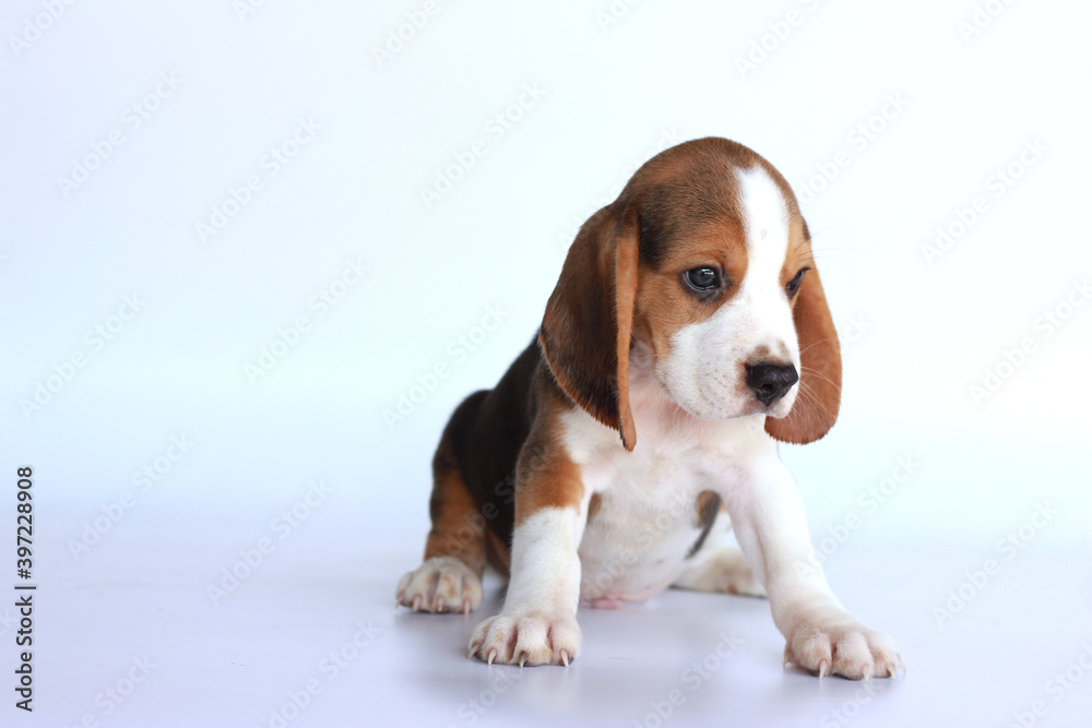 Small beagle dog sitting on isolated background. Picture have copy space for text or advertisement.