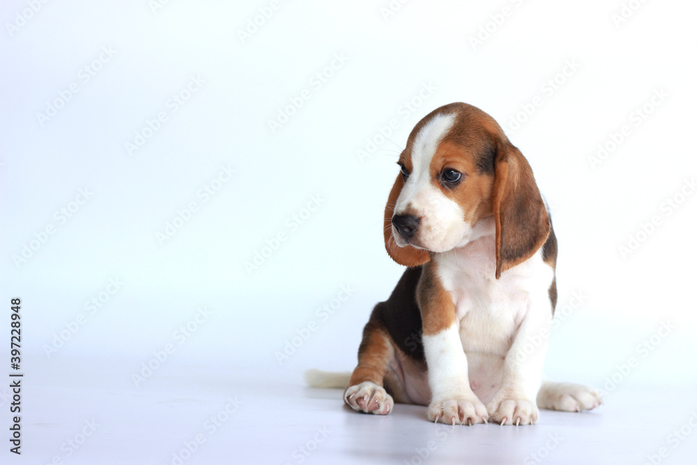 Cute beagle sit on white background and looking left side. Picture have copy space for text or advertisement.