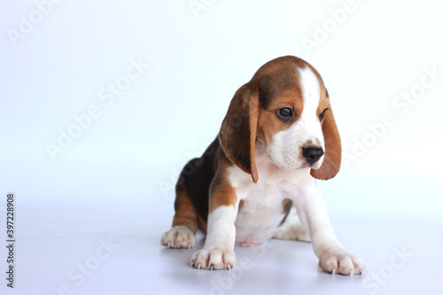 Small beagle dog sitting on isolated background. Picture have copy space for text or advertisement.
