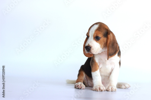 Cute beagle sit on white background and looking left side. Picture have copy space for text or advertisement.