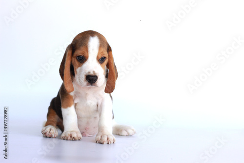 Beagle puppy age 2 month sit on white background. Picture have copy space for text.