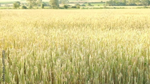 Ears of wheat on the field in sunny day. Yellow and green ears of wheat waiting for harvest and slowly moving in wind. 