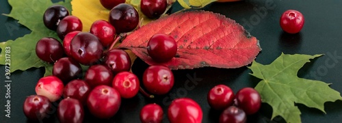 Autumn bright composition made of cranberry berries  colorful leaves  rosehip fruit on textured black background. Autumn  fall concept. Copy space. Banner.