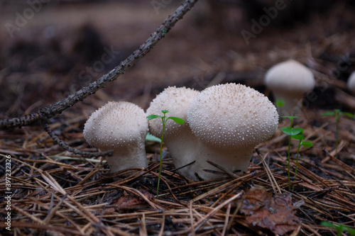 Lycoperdon perlatum in the forest