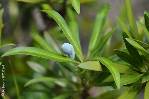 Oleander podocarp photo