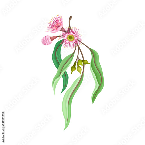 Eucalyptus Flower Twig with Woody Fruits or Cone-shaped Capsules Vector Illustration