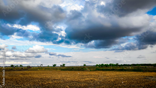 wheat field under sky