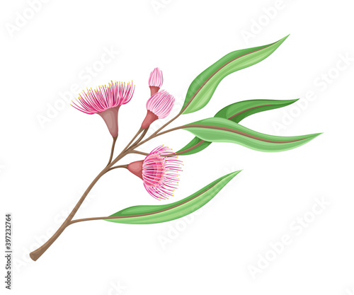 Branch with Pink Bud of Eucalyptus Flower with Fluffy Stamens Vector Illustration