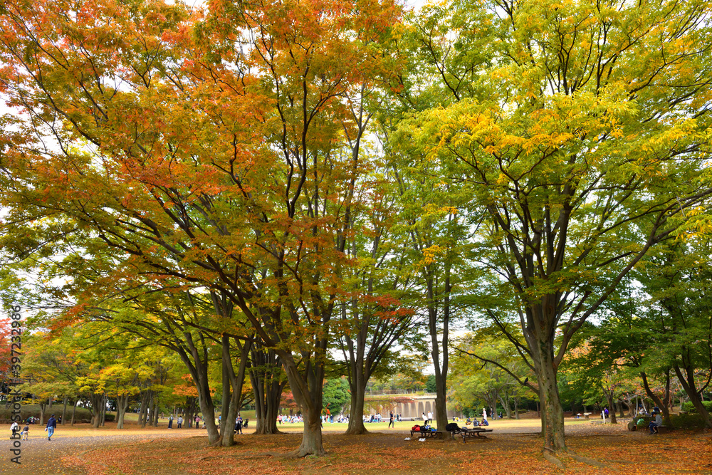 Naklejka premium 晩秋に色づく茅ヶ崎中央公園の木々