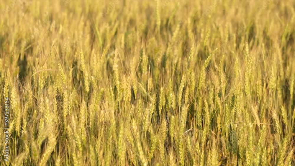 Ears of wheat on the field in sunny day. Yellow and green ears of wheat waiting for harvest and slowly moving in wind. Ears of wheat on the field in sunny day. Yellow and green ears of wheat waiting for harvest and slowly moving in wind.