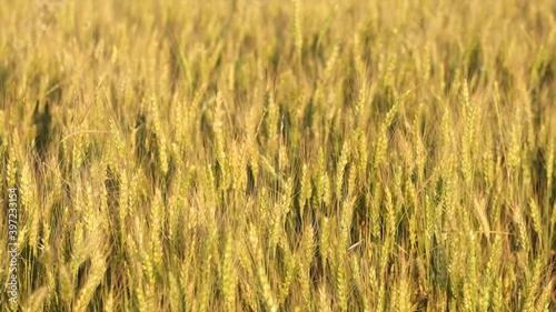 Ears of wheat on the field in sunny day. Yellow and green ears of wheat waiting for harvest and slowly moving in wind. 