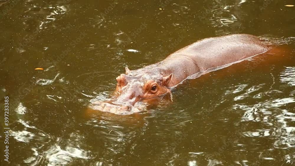 Hippopotamus swimming in the pool , Chiangmai Thailand Hippopotamus swimming in the pool , Chiangmai Thailand