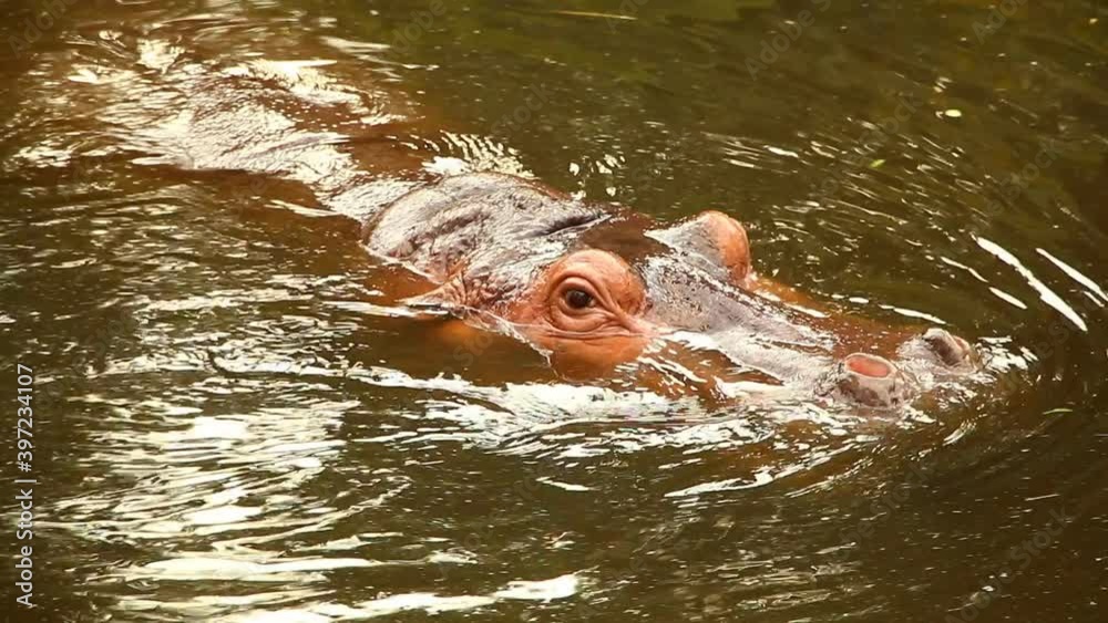 Hippopotamus swimming in the pool , Chiangmai Thailand Hippopotamus swimming in the pool , Chiangmai Thailand
