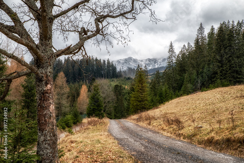 Empty path in sad autumn country photo