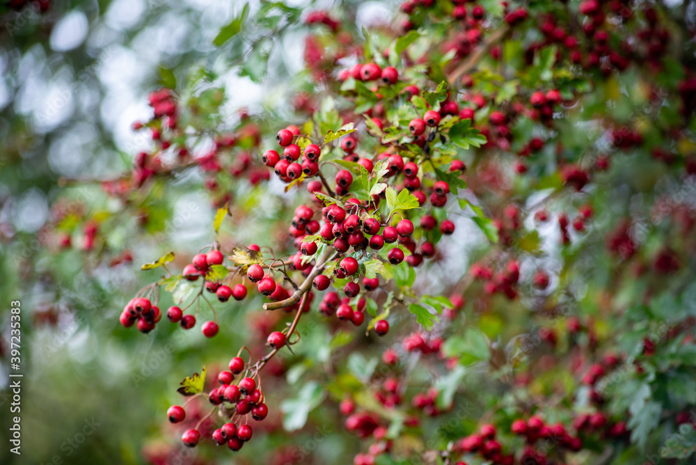 red berries in a tree, selective focus and twisting bokeh