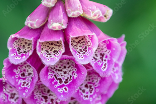 close up of a flower Digitalis purpurea
Purple Foxglove