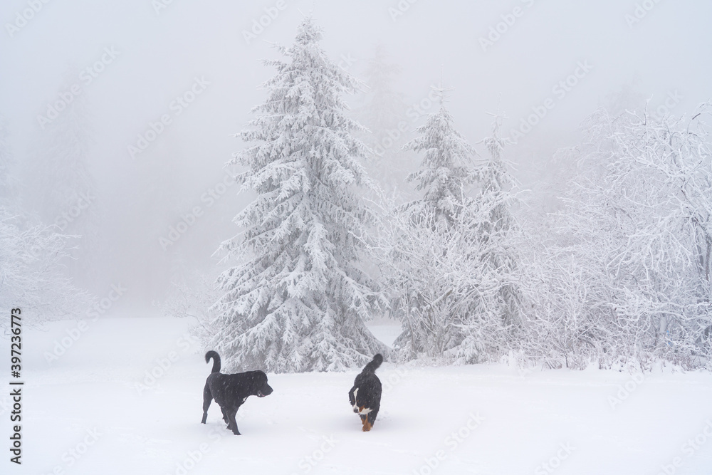 Dogs playing in the snow - winter landscape Dogs playing in the snow - winter landscape