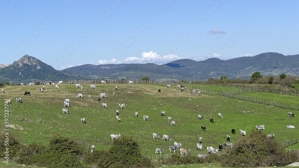 Troupeau de bovins dans une pâture par une journée d'hiver ensoleillée en Italie, région Lazio.